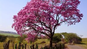 Pau D´Arco ou Ipê Roxo