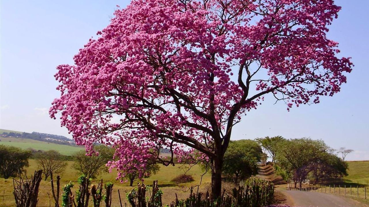 Pau d’Arco: A Árvore da Resistência – Medicina, Sobrevivência e Sabores Selvagens do Ceará