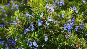 🌿 Alecrim: O Guerreiro Aromático que Conquista Panelas, Curas e Corações!