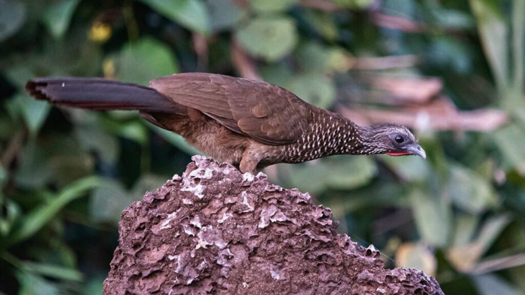 Aracuã sobre o cupinzeiro