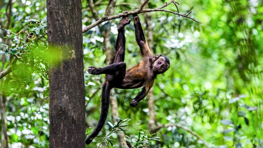 Macaco-prego trepado no galho