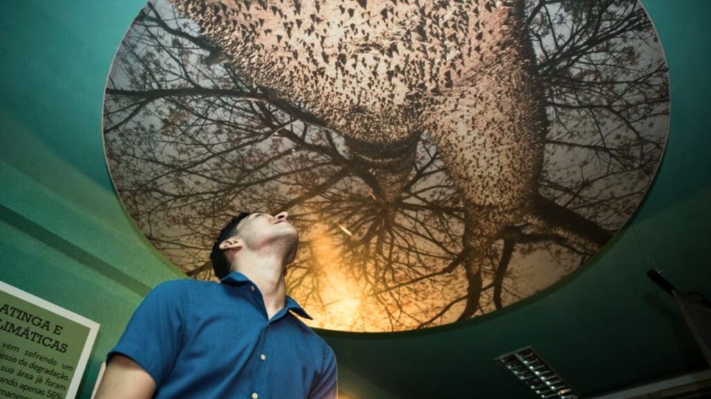 Ideia da exposição é fazer com que público adentre numa floresta, do chão ao teto
