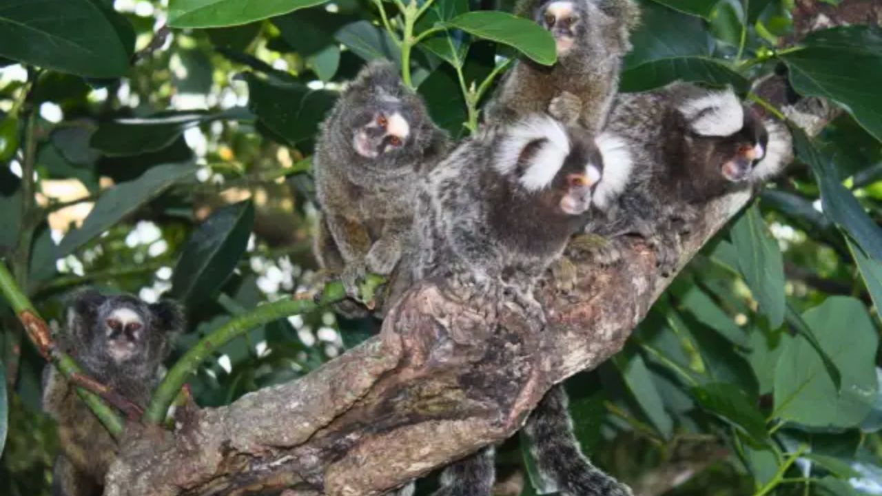 Pais da Caatinga: Heróis de Casca, Penas e Patas