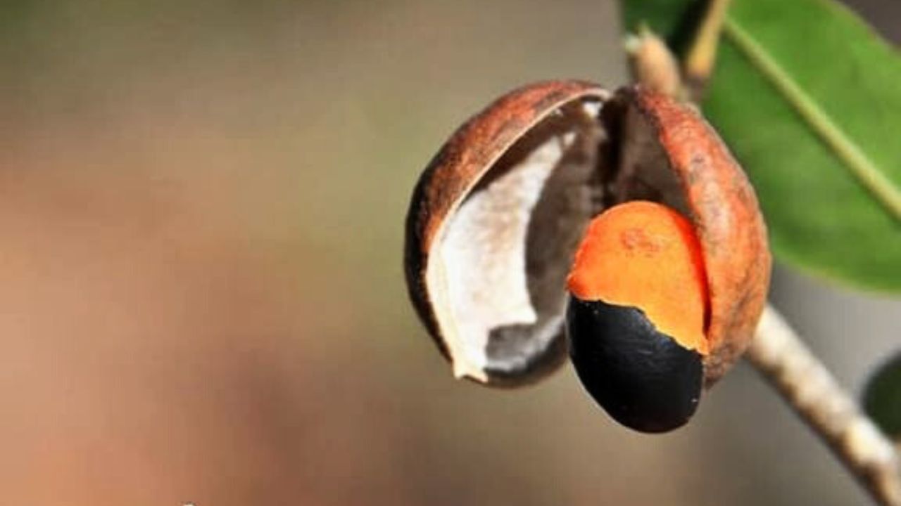 Copaíba: A Farmácia Viva do Sertão! Seu Kit de Sobrevivência Num Só Tronco
