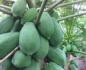 Mamão: A Planta-Guerreira que Alimenta, Cura e Enriquece o CS