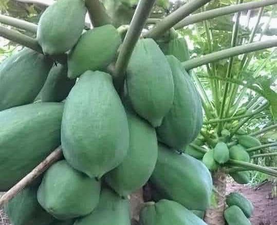 Mamão: A Planta-Guerreira que Alimenta, Cura e Enriquece o CS