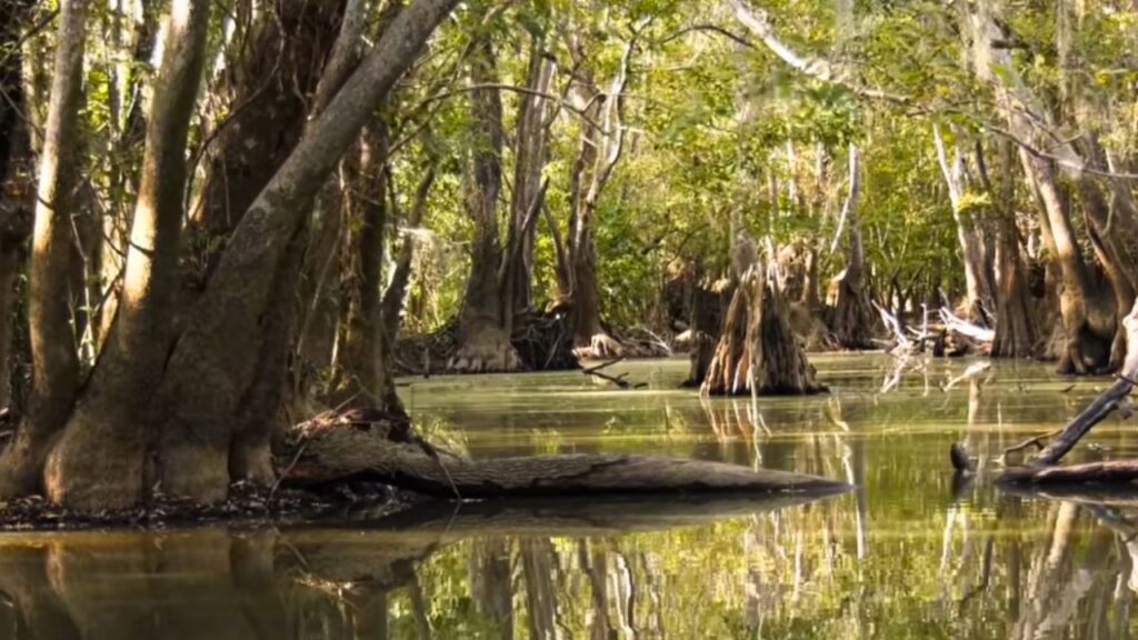 Áreas alagadas obrigam as tribos da papua se abrigarem no alto das árvores