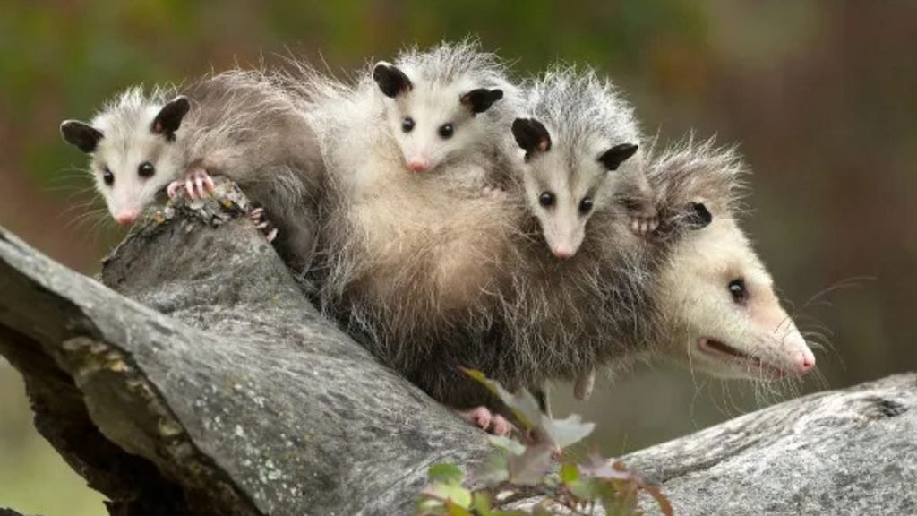 Mamãe cassaco e seus filhotes