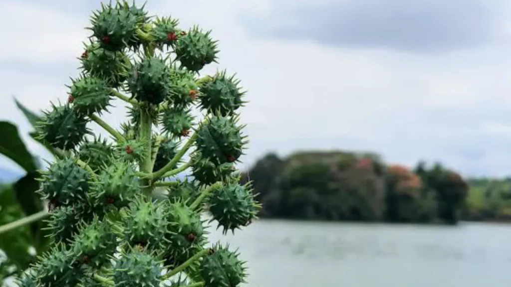 mamona é planta nociva