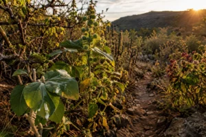 Plantas nocivas